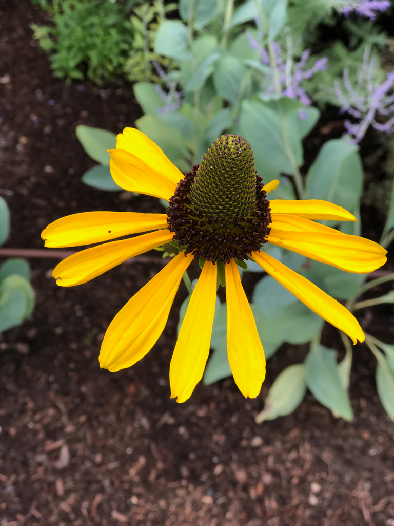 Photograph of a cone flower